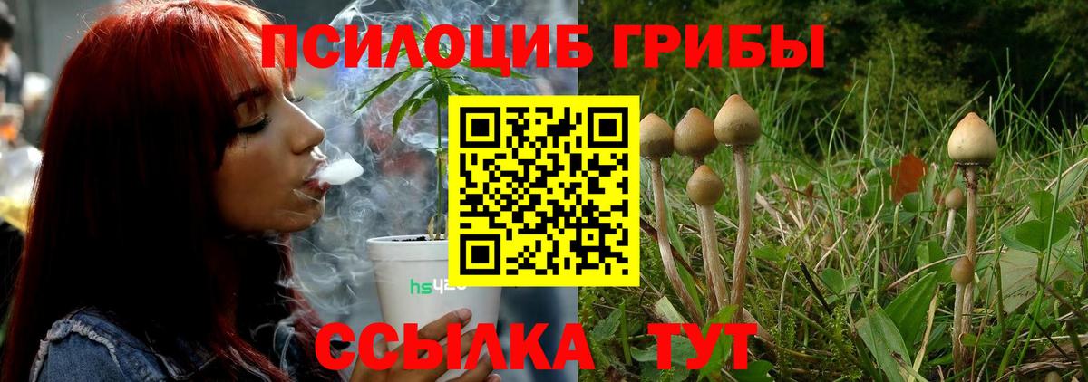 Псилоцибиновые грибы Psilocybe Чистополь